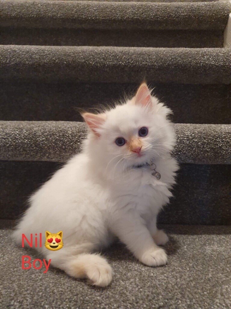 pedigree ragdoll kittens for sale